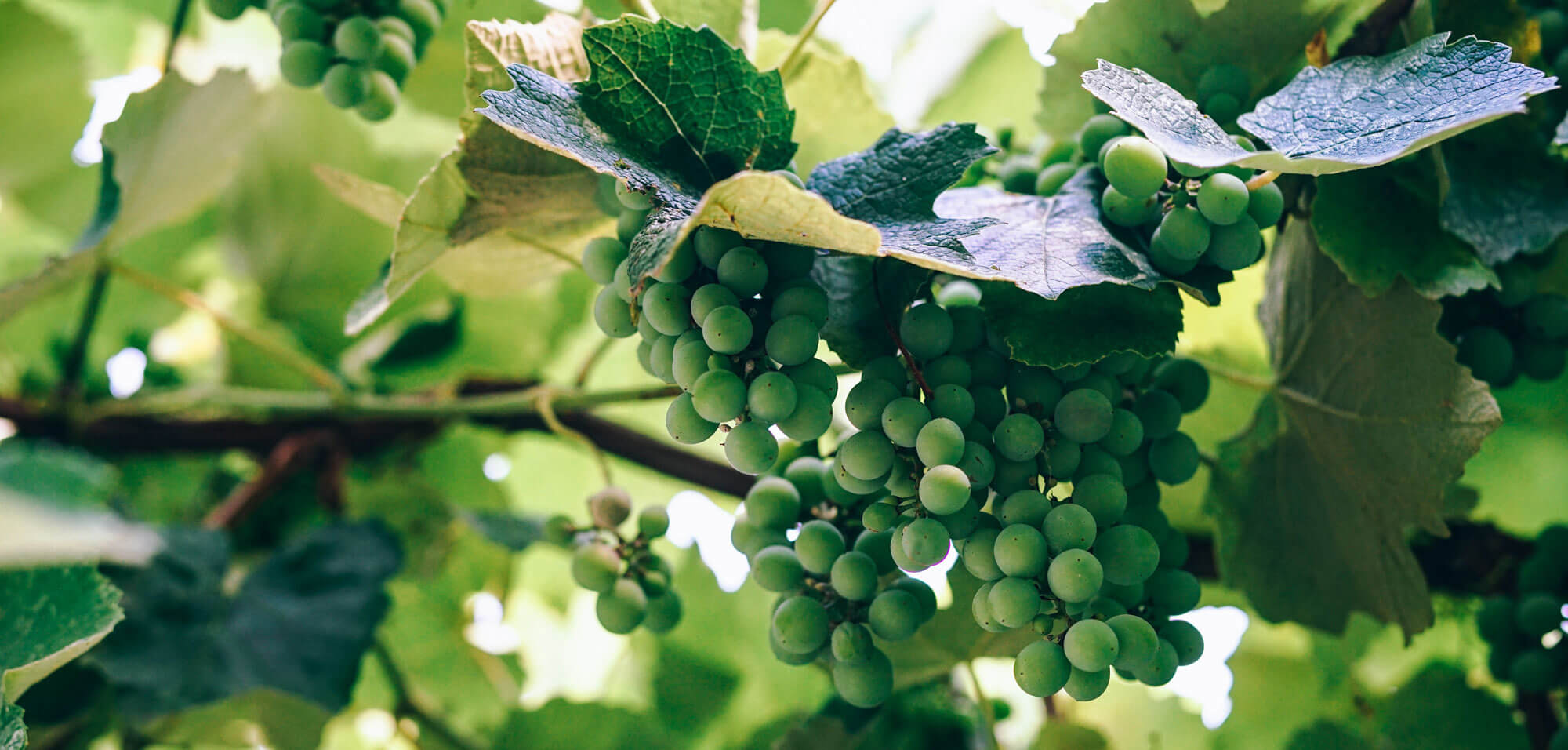 Historic Canadian Vineyard Innovates with IoT