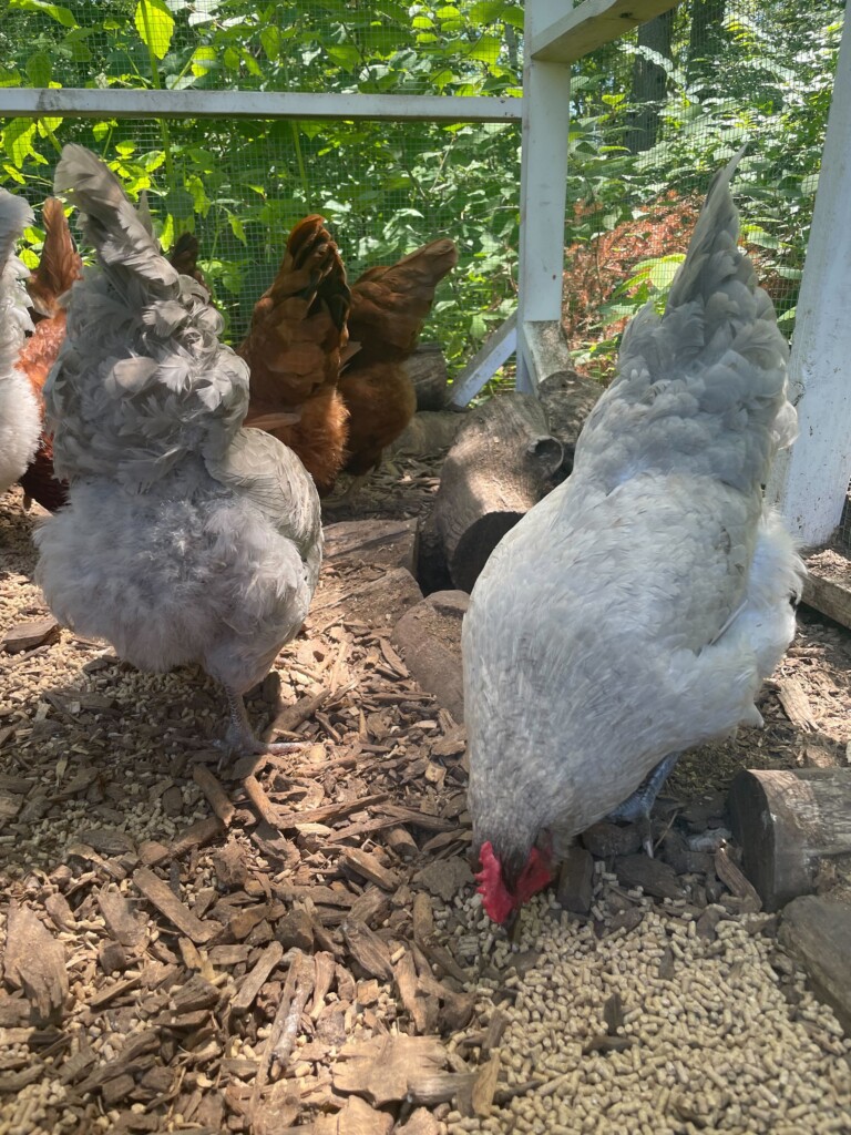 Chickens, Smart AG, Image by Andrew Black