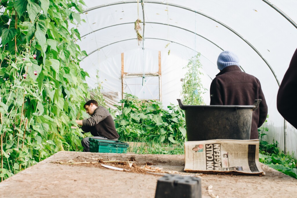 Farming, Harvesting, Traditional farm methods, Photo by João Jesus