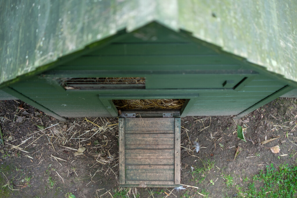 Smart Farming, Chicken cool, backyard farming, image by adobe stock